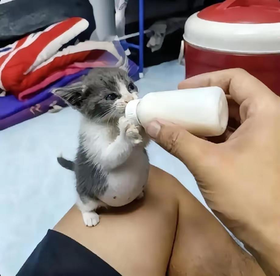 捡回这只小奶猫时，能明显感觉到它在外面受了不少苦，饿到连一整瓶奶都喝得干干净净，