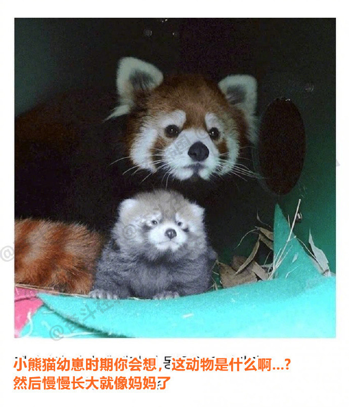 好像灰色小狗的小熊猫幼崽~~海外新鲜事热点现场​​​