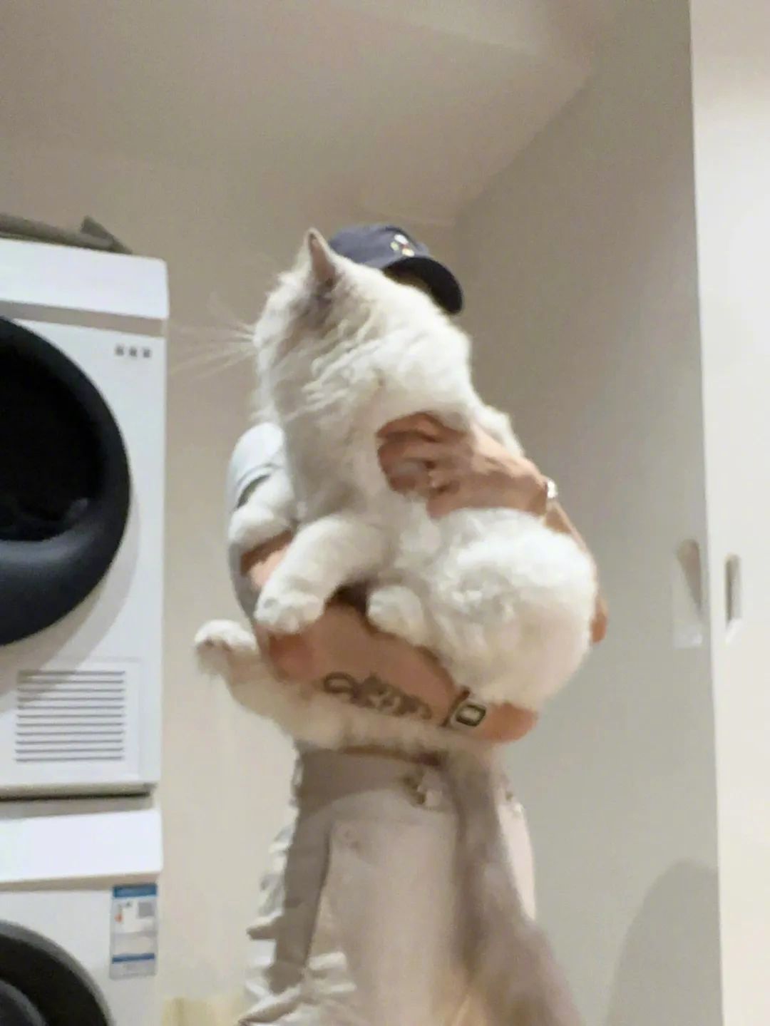 小猫治愈世界大猫猫