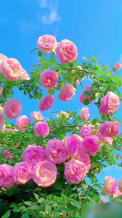 男女之间的奇妙关系，不看不知道！1.当一个女人没有钱的时候，90％的男人愿意选择