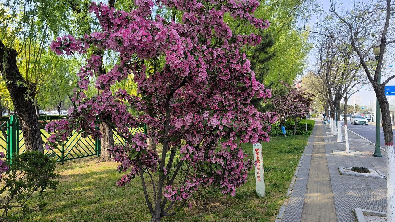 梨花一枝雨露浓，笑靥映花两相同。青春何曾别伊去，人间尚有一抹红。一一题友