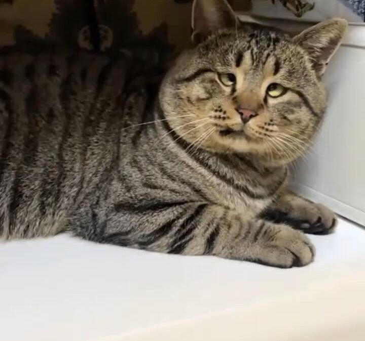 网友养了一只猫，但总感觉猫咪不正常，于是去医院检查，检查出结果是智力障碍，其他网
