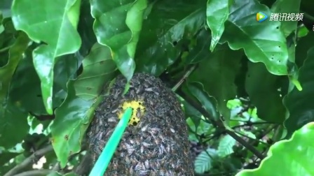 蜜蜂窝和马蜂窝的用途 4803518770987551402.jpg?id=0
