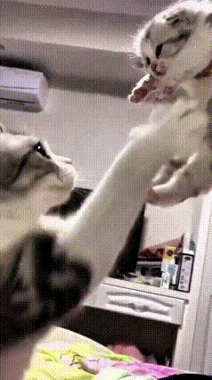 老铁们快看这一幕，给人整破防了！主人闲的没事，一把就把小猫给薅起来举老高，跟举个