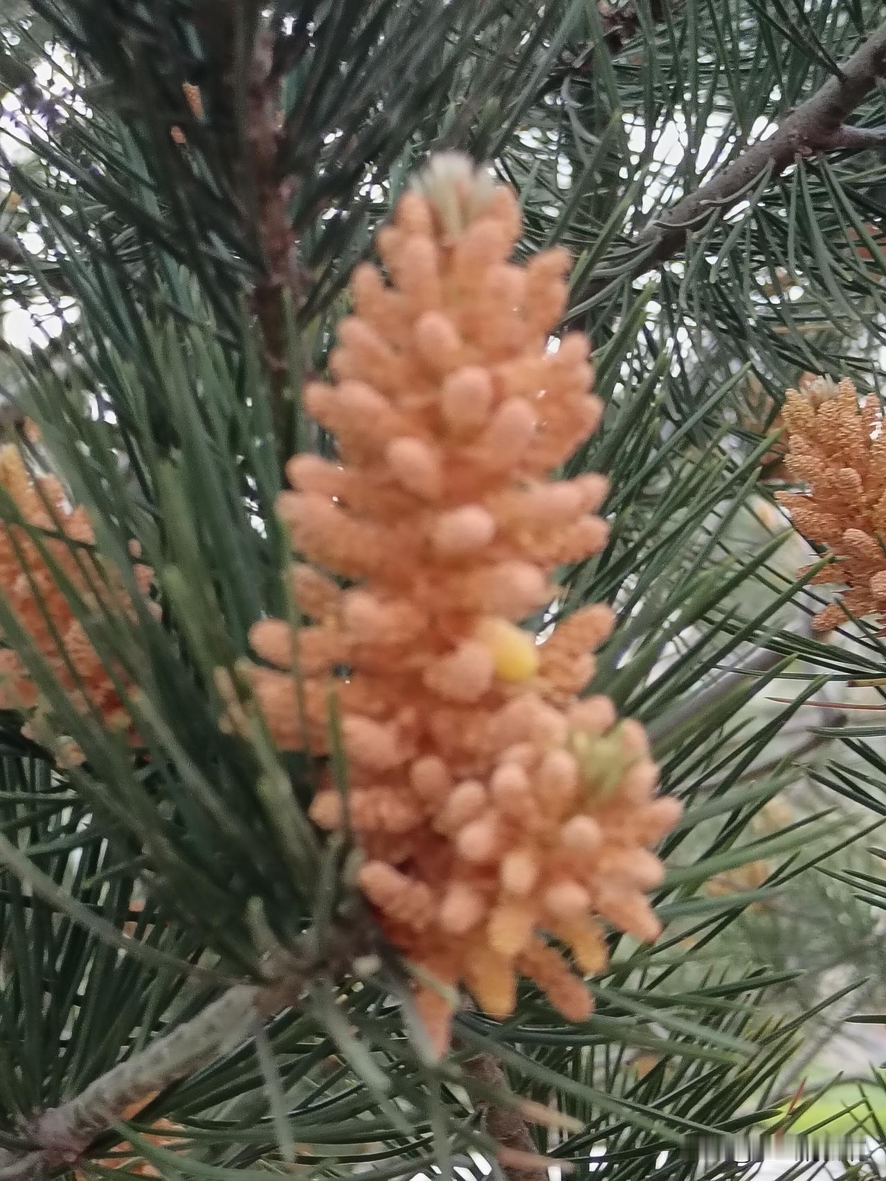 今听一笑话，某动物园发布温馨提示：请不要带零食投喂小动物，它们的饮食是定时、定