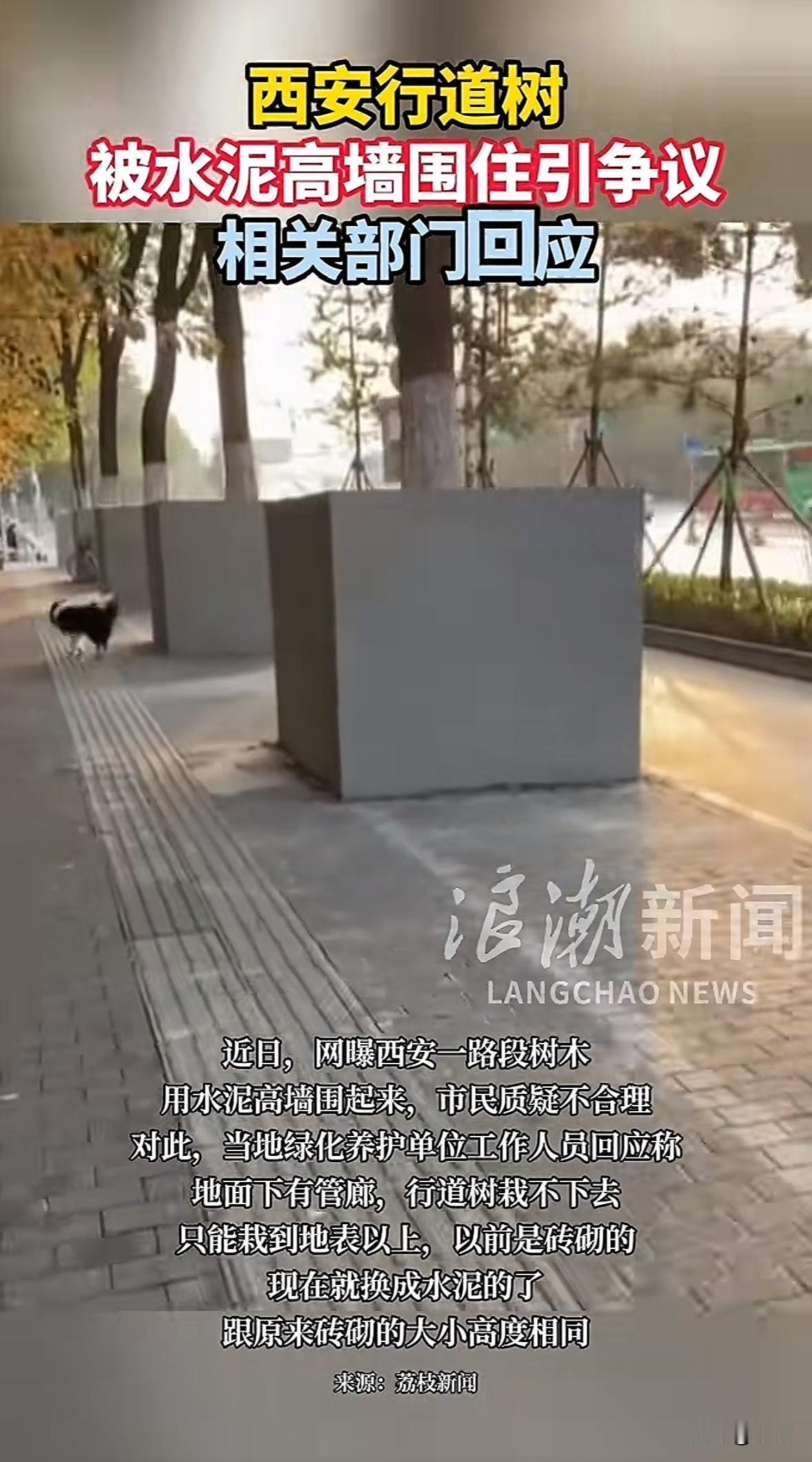 11月2日，西安未央区凤城八路不少行道树被水泥围砌的视频引发热议。市民疑惑这样会