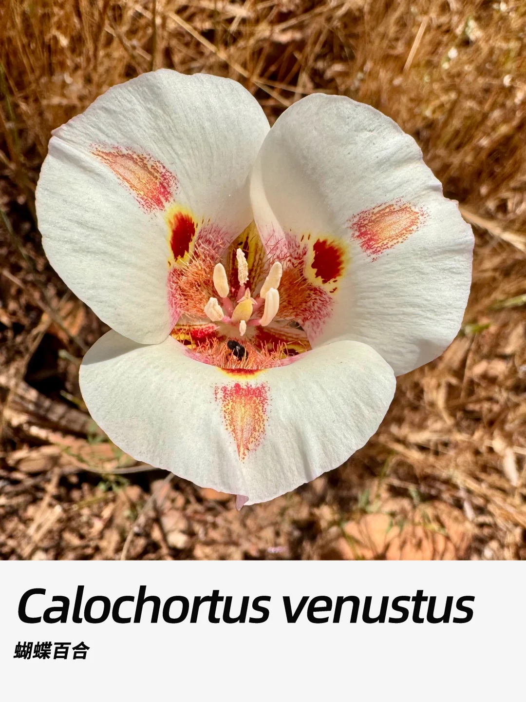 带你每天认识一种花材393｜蝴蝶百合