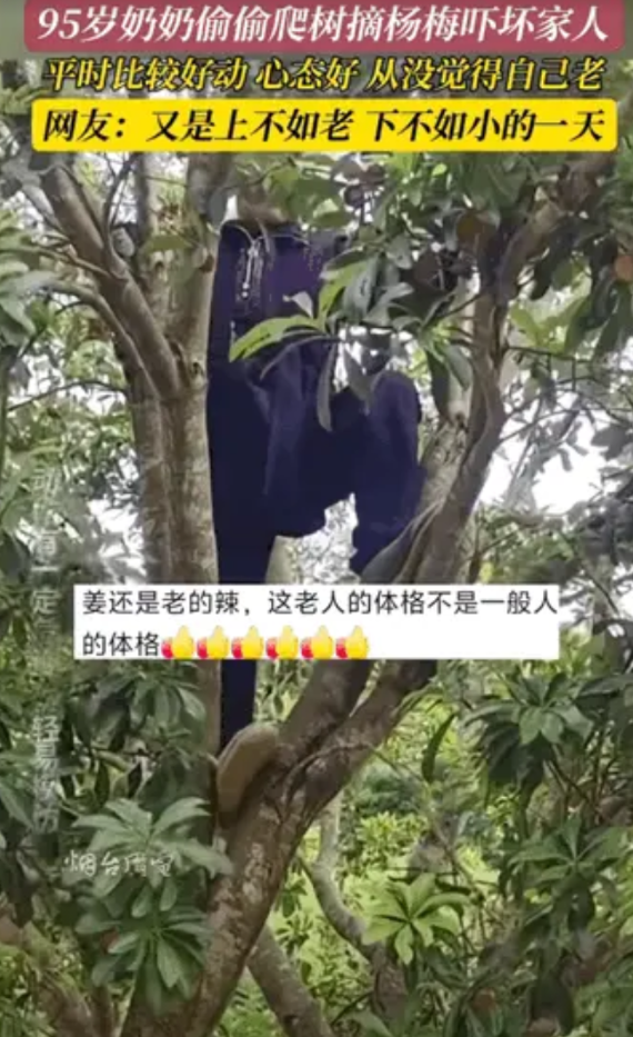 姜还是老的辣！江西赣州，一位老奶奶95岁了，偷偷爬上树摘杨梅，这一举动可吓坏了家