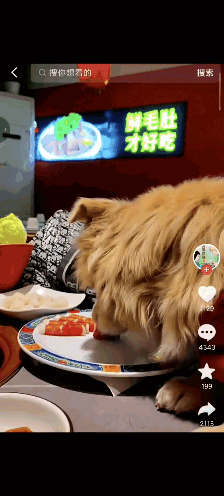 聪明人的绞尽脑汁，不如蠢人的灵机一动，允许狗上桌吃饭，还傲娇的说该怎么夸我的宝宝