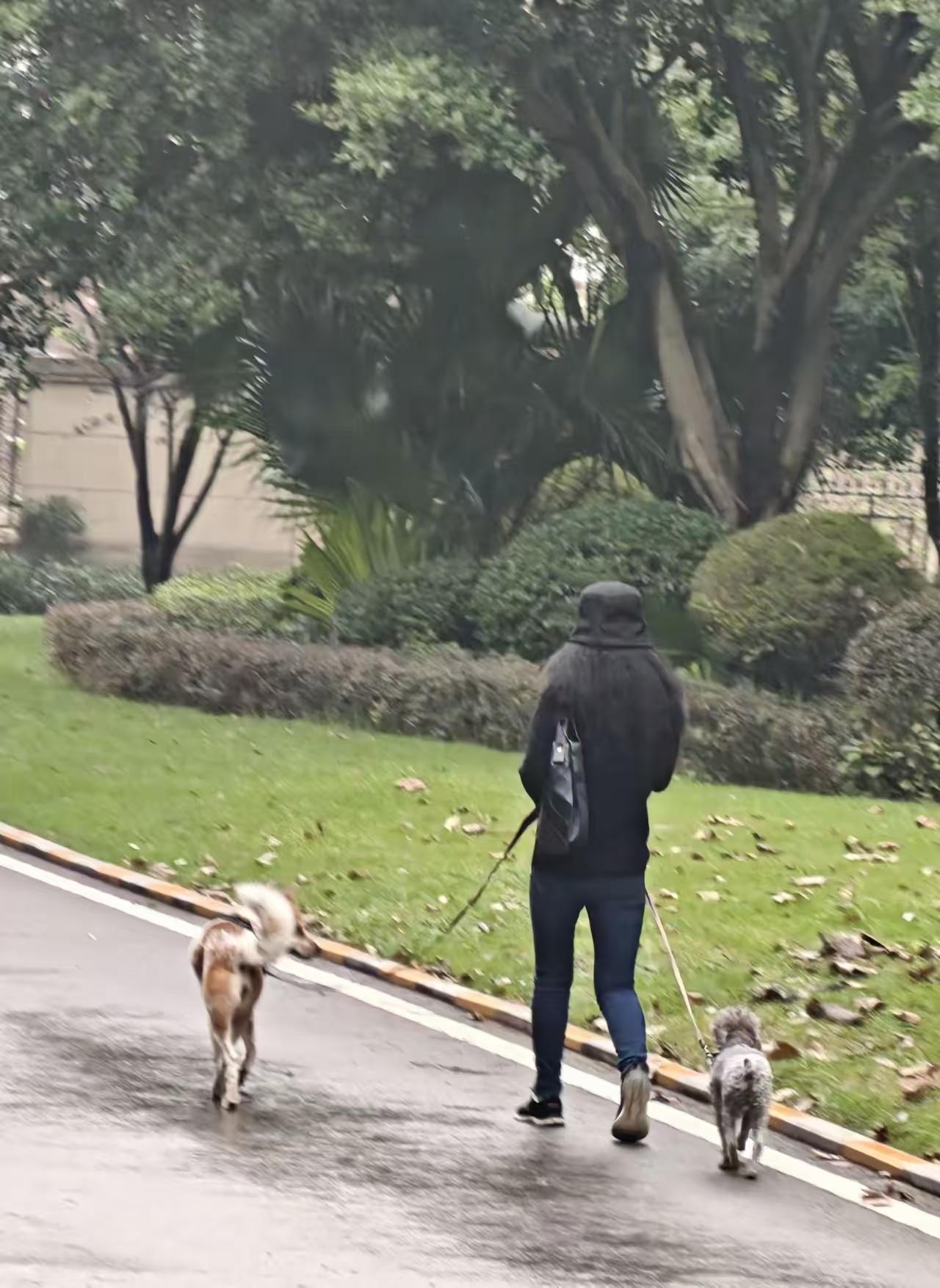 目前养狗人和大多数不喜欢狗的人己形成了一个非常严重的对立局面，若再不下决心治理狗