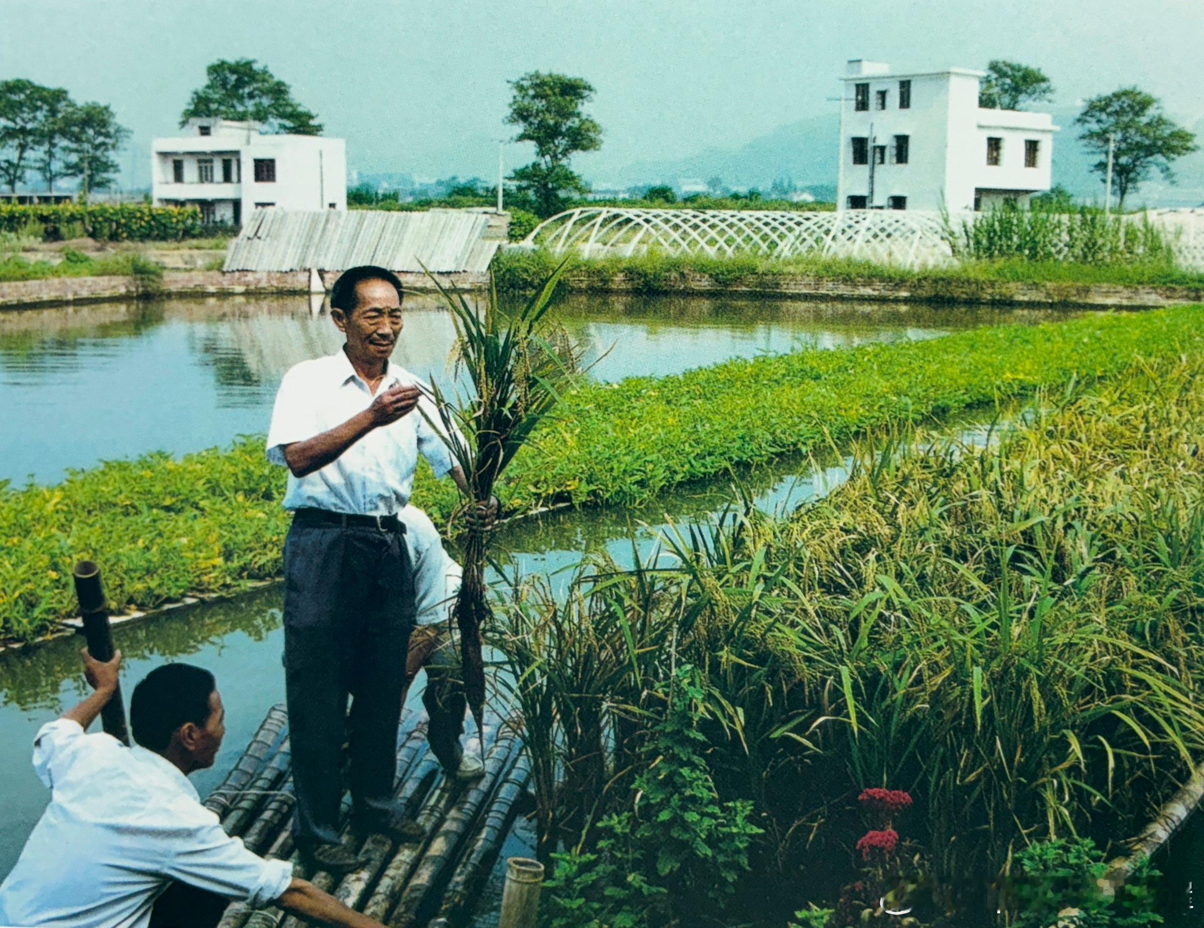 90年代水稻专家袁隆平观察水面无土种植水稻生长情况历史影像