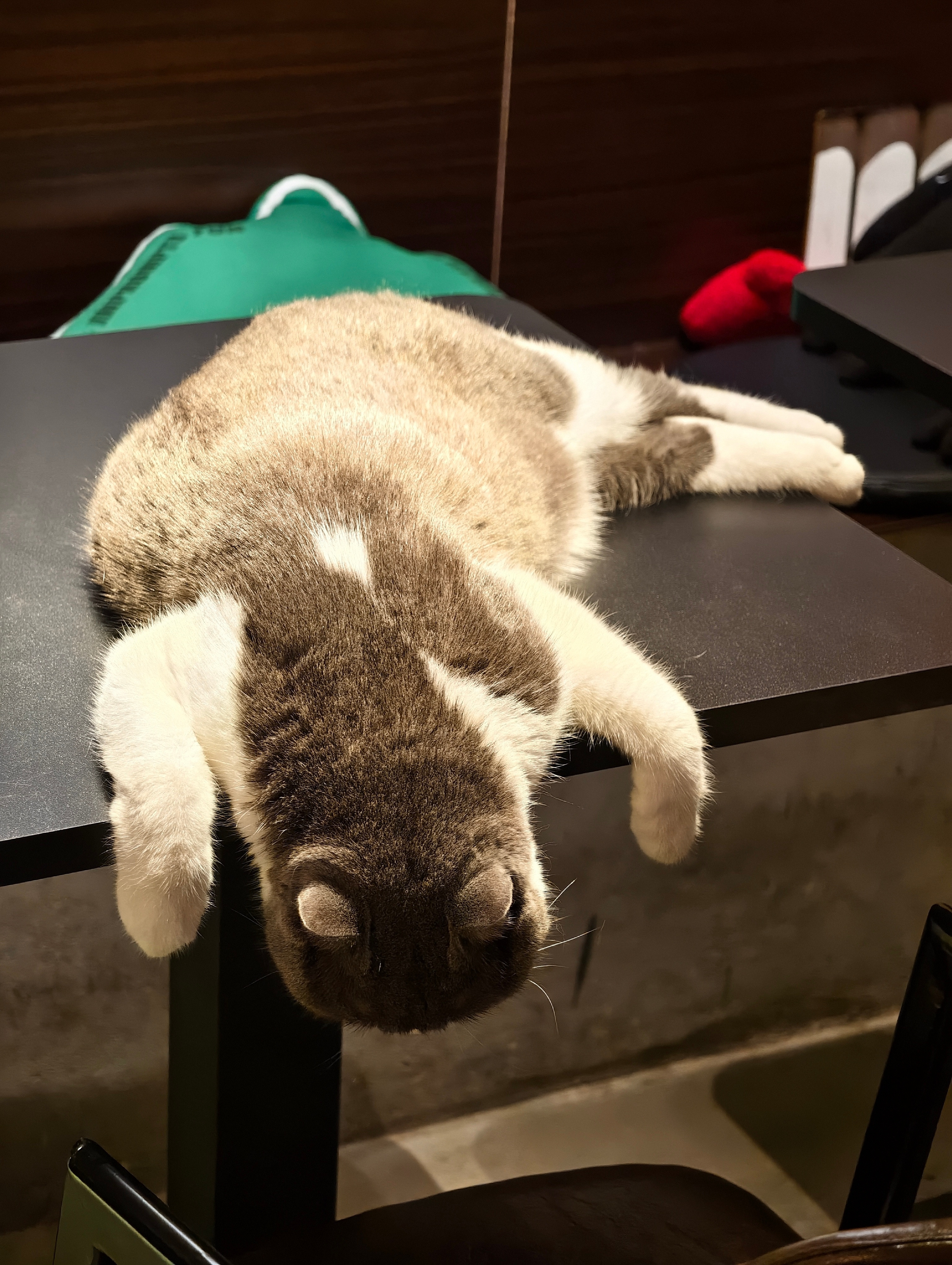 原来猫猫真是水做的什么姿势都可以[捂脸哭]​​​