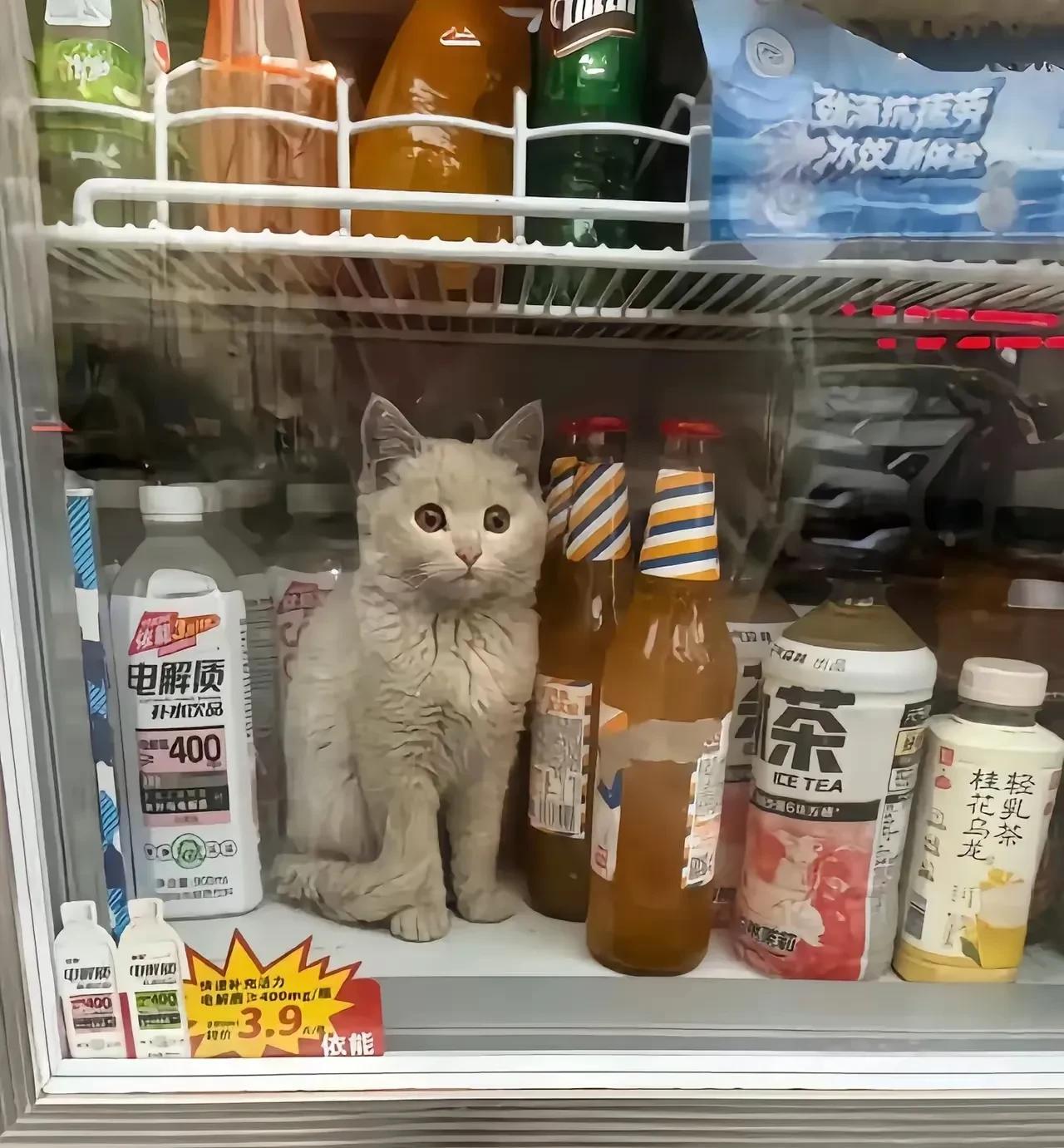 天气太热了，去一家小超市买冰饮料解暑，老板打开冰箱气的大呼小叫，原来是一只脏兮兮