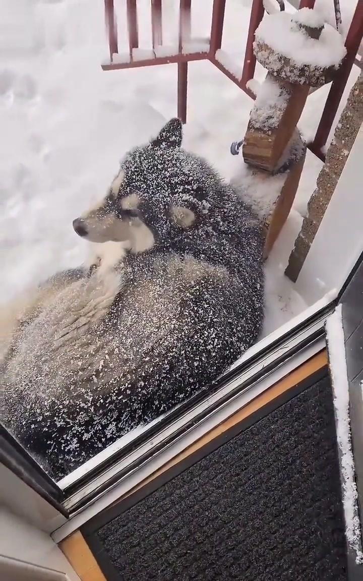小伙早上一推门，雪厚得都快没过台阶，结果看见那只平时喂的流浪狗蜷成雪球堵在门口，