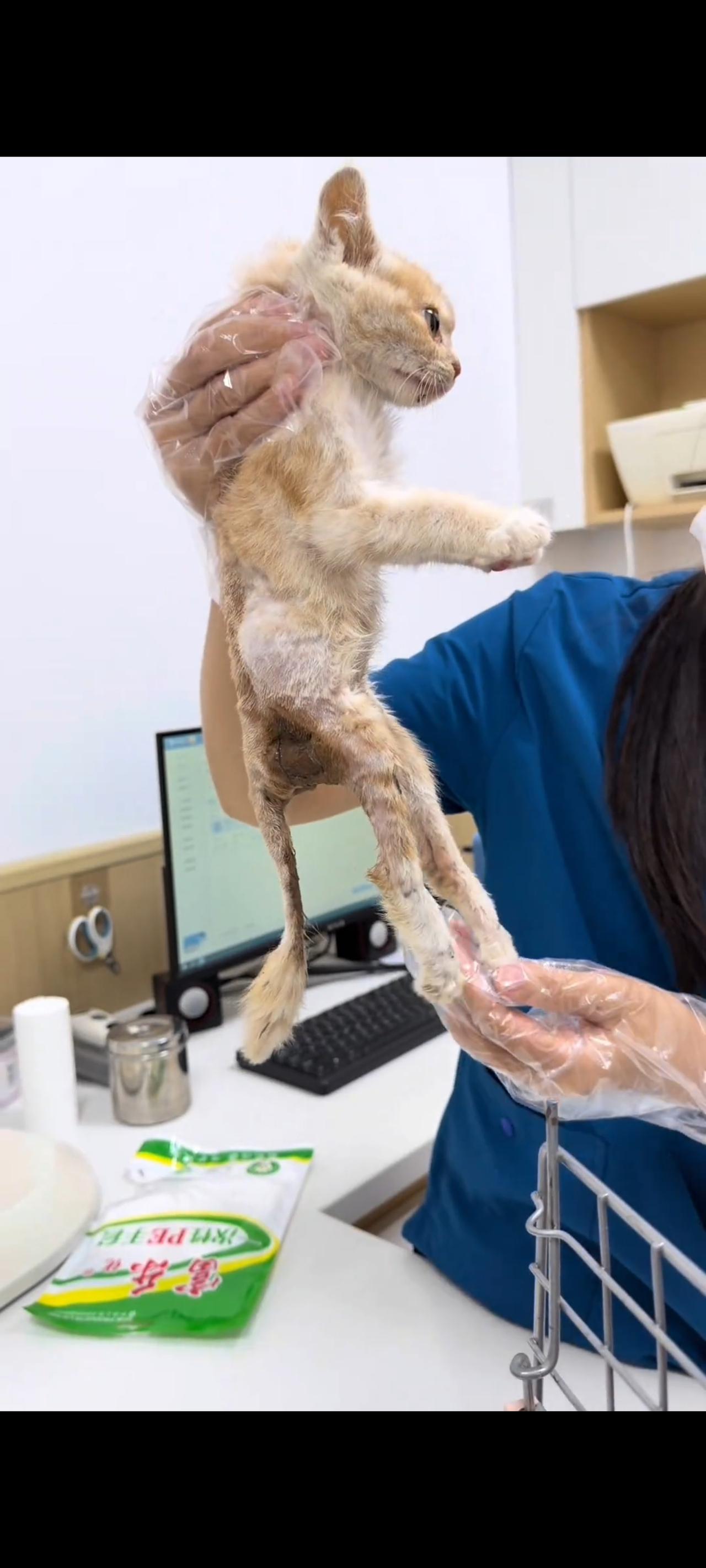 这只被车辆不小心碾压到后腿的小猫，她的经历实在太感人了，就连救助她的宠物医生都觉