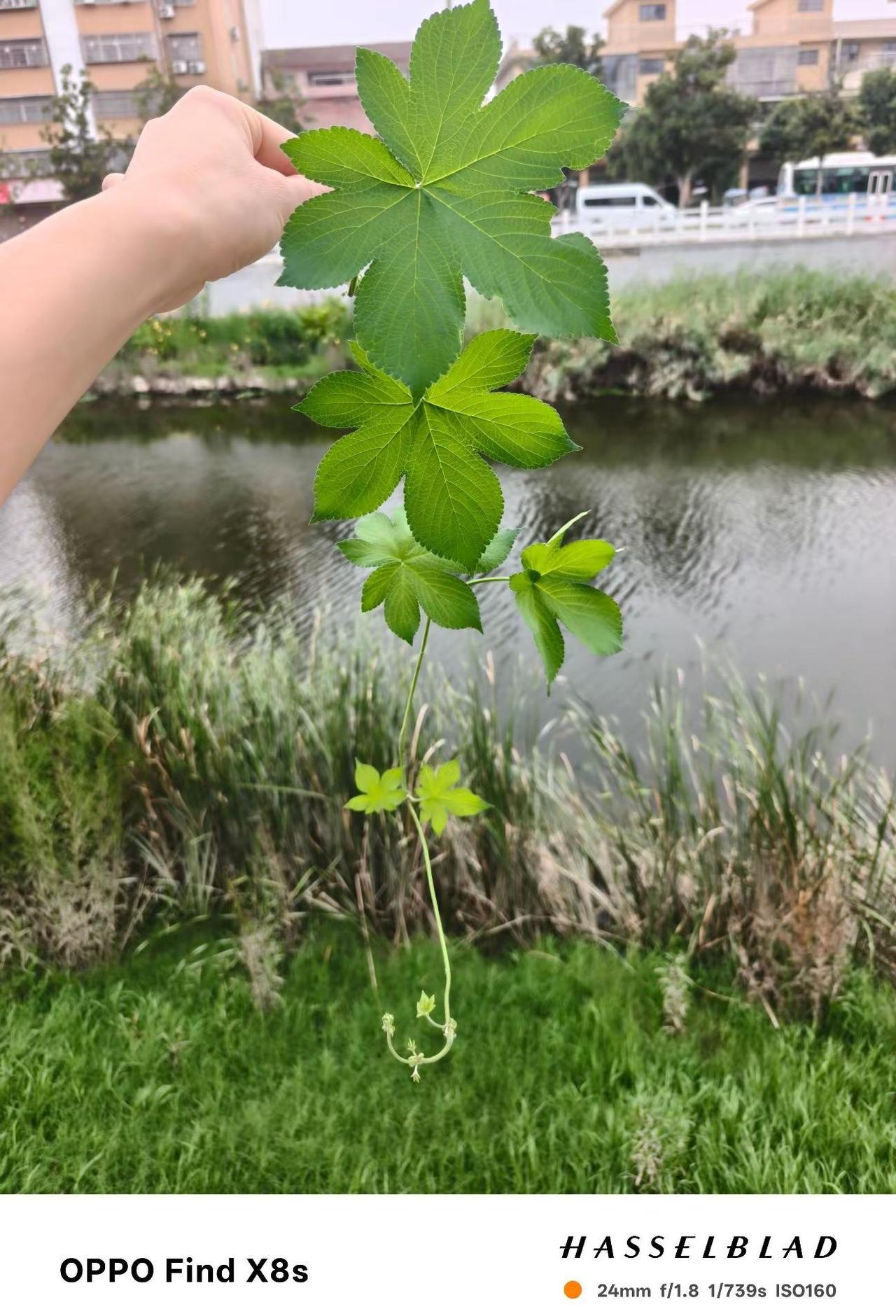 非得是玫瑰吗?拉拉秧不行吗，拉拉秧花语:我不疼你谁疼你......看花回礼看花