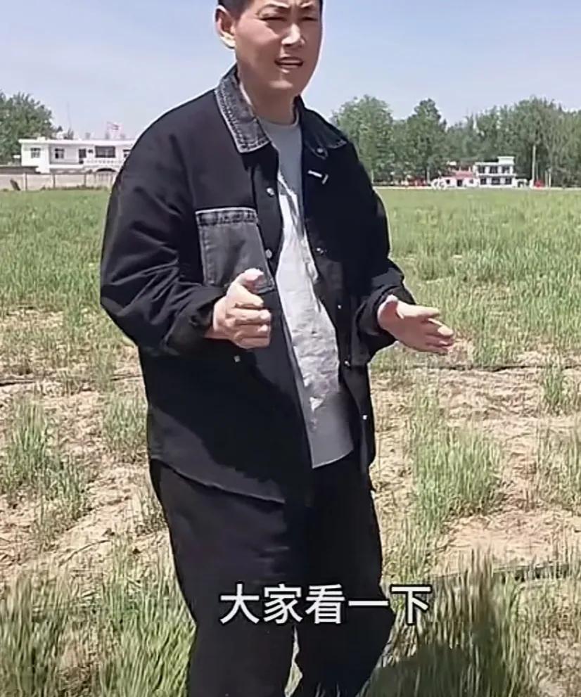这种奇怪现象，你知道吗是为什么？在有些地方大户承包的地，大面积的荒草，杂草丛生，