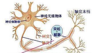 运动神经元在中医上讲解辨证论治分析