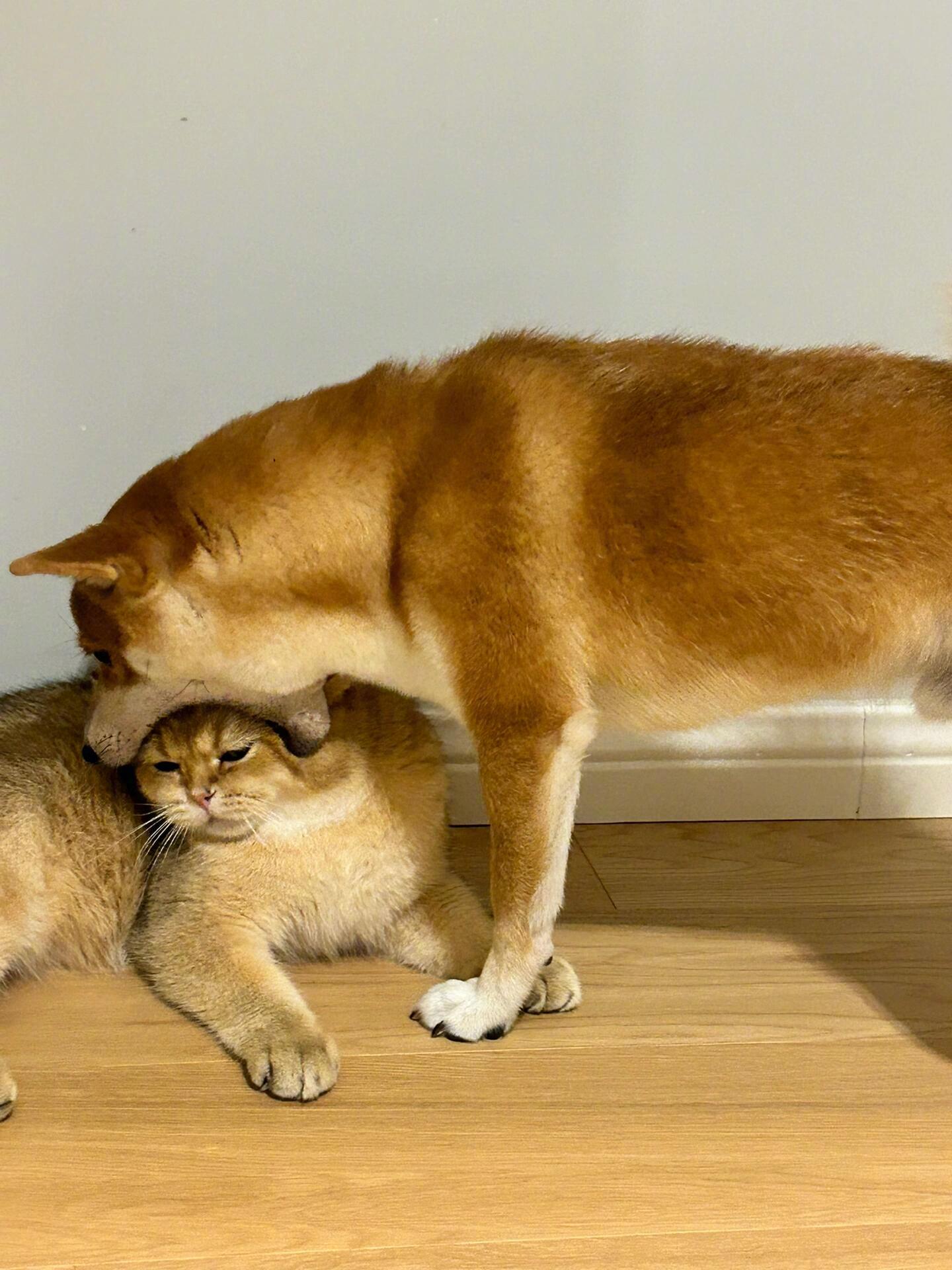 猫：最烦没有边界感的狗​​​