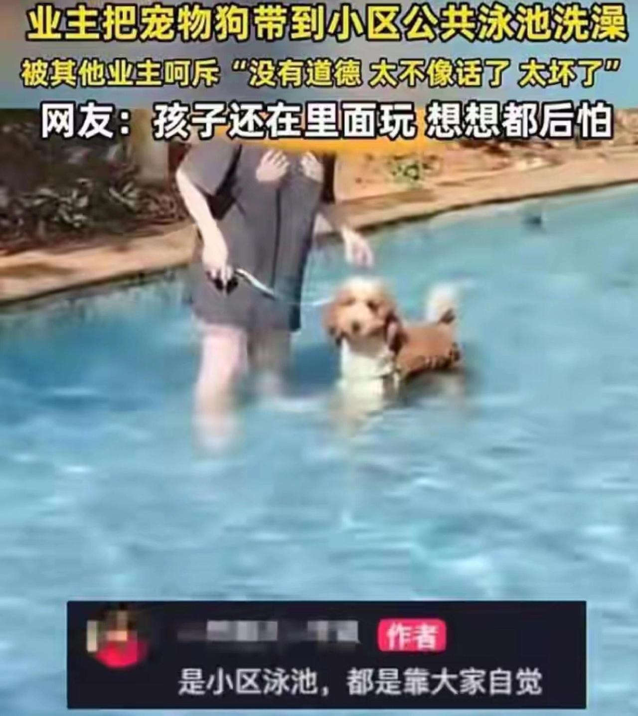 最近天热，泳池人多，结果三亚某小区出了件离谱事——一女的竟然带着宠物狗进了公共泳