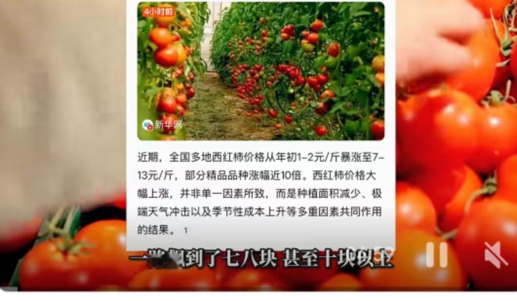 最近去菜市场的朋友可能都吓了一跳，往日里几块钱一斤、甚至论堆卖的西红柿，身价突然