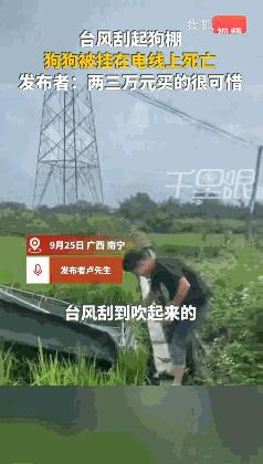 悲剧还是发生了！9月25日，广西北流，一男子将狗拴在帐篷里看田，结果受到台风的影