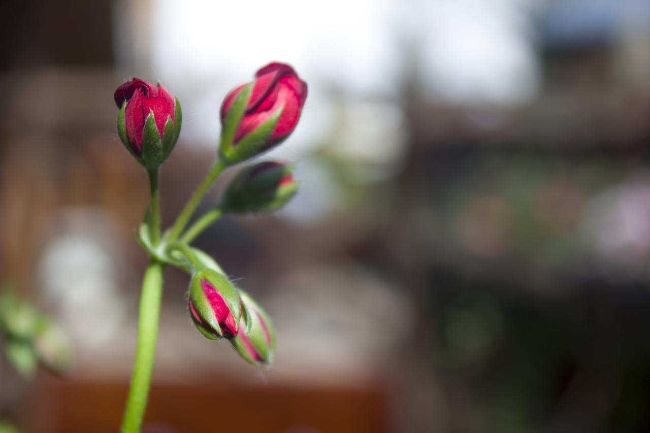 本周是春节前最后一个完整交易周，个人以为，本周布局方向的选择最重要，也就是说，沿