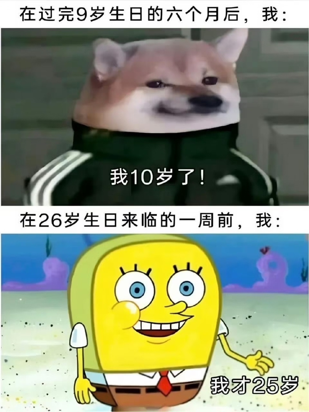 今日份meme