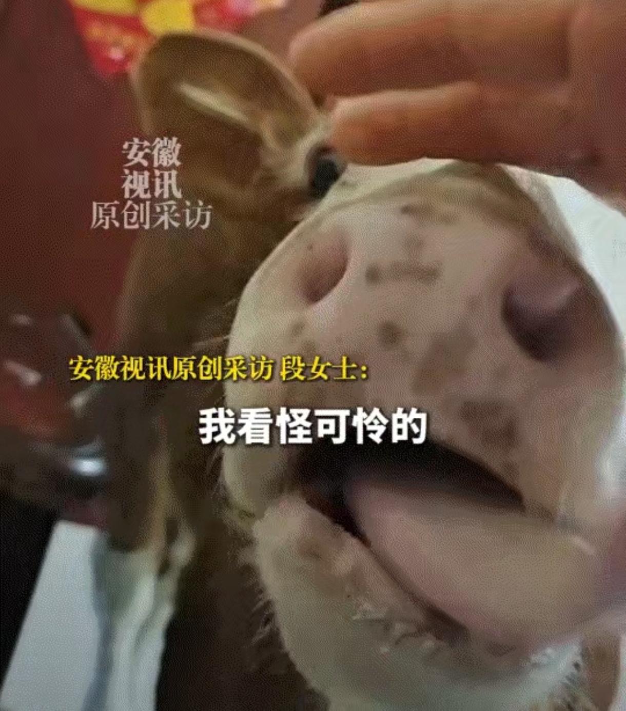 感动！卖馒头大姐捡回屠宰场弃牛，如今小牛举动让人泪目：它什么都懂感动了！安徽