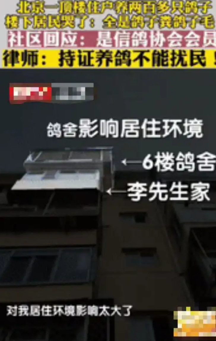 北京一男子花235万买房，结果入住后才发现楼上邻居养了200多只鸽子，男子不堪其