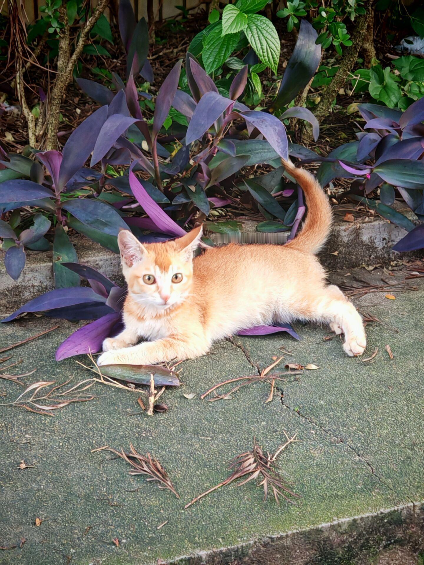 大学的小猫咪好可爱啊😍