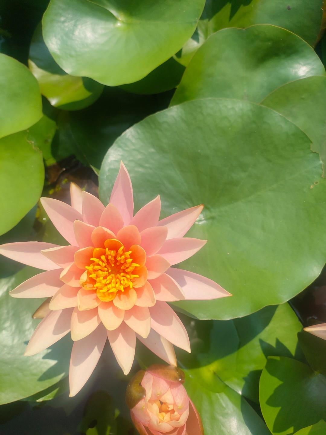 分享一张隨手拍的花晒一张你拍的花随手拍的花草树木随手拍公园花草记录生活，随