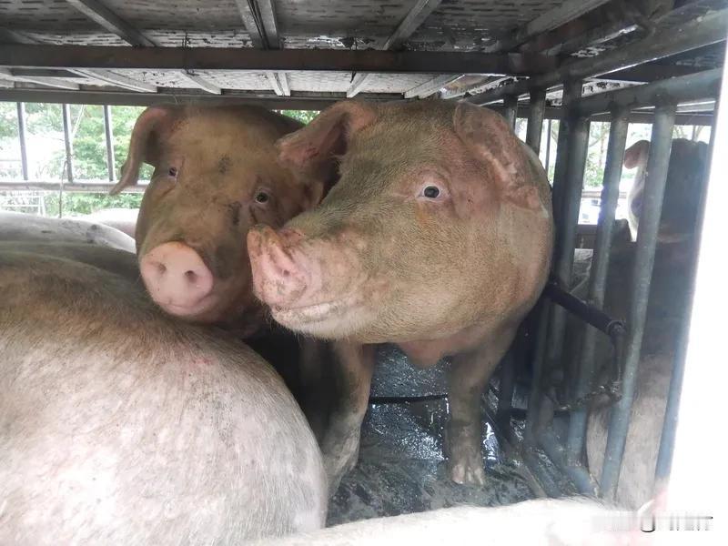 生猪价格为何下跌生猪价格为何下跌？2025年11月生猪价格下跌是多因素所