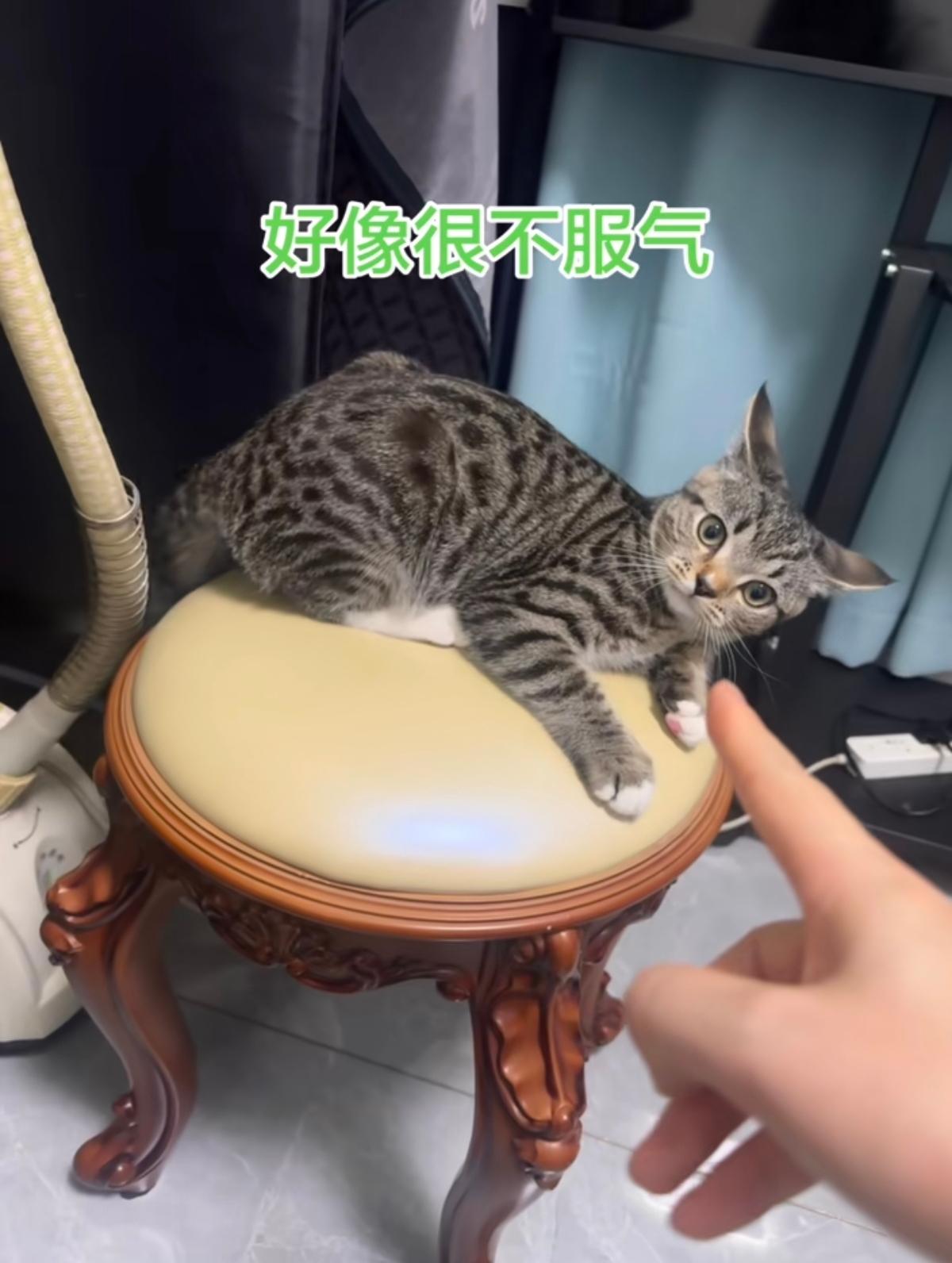 我严重怀疑，狸花猫这个品种脑子里都有点大病。今天我家猫把我放在桌子上的碗打碎了