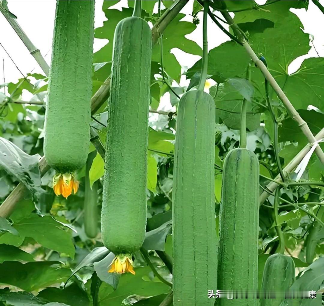 大家好，我是营养师安小利。这蔬菜是夏季的"补水瓜"，是一种药食同源的代谢蔬菜。这