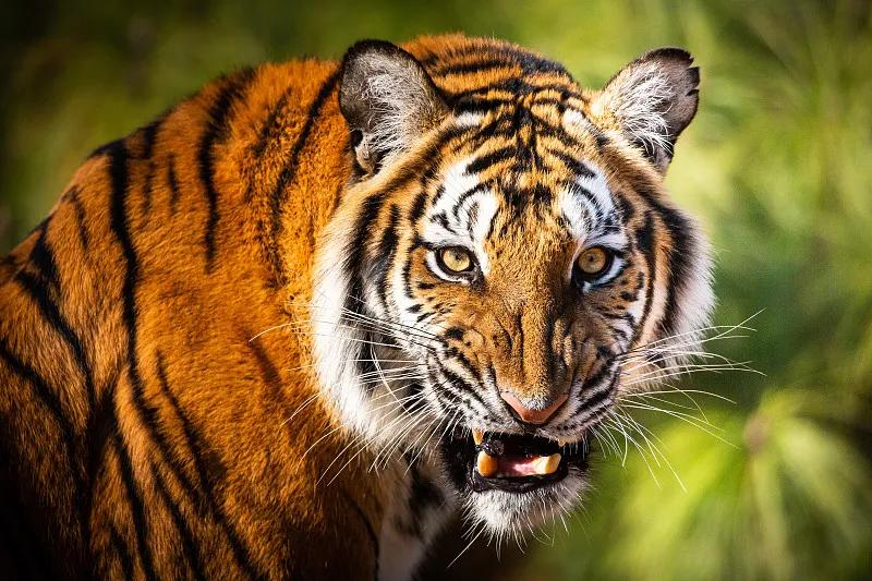 属虎人2026贵人机遇双爆棚！三合助力顺风顺水2026丙午马年，属虎人喜逢