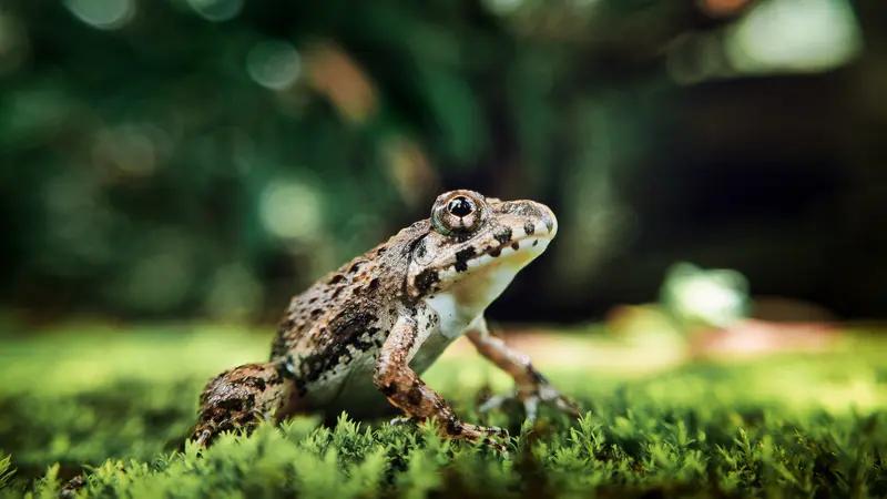 我国科研人员发现两种蛙类新物种这一发现无疑为生物多样性领域增添了新的光彩。这两种