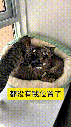 看到这个视频，瞅这几只狸花猫挤在一个猫窝里，给我笑嘞肚子疼！这猫窝本来就不大，