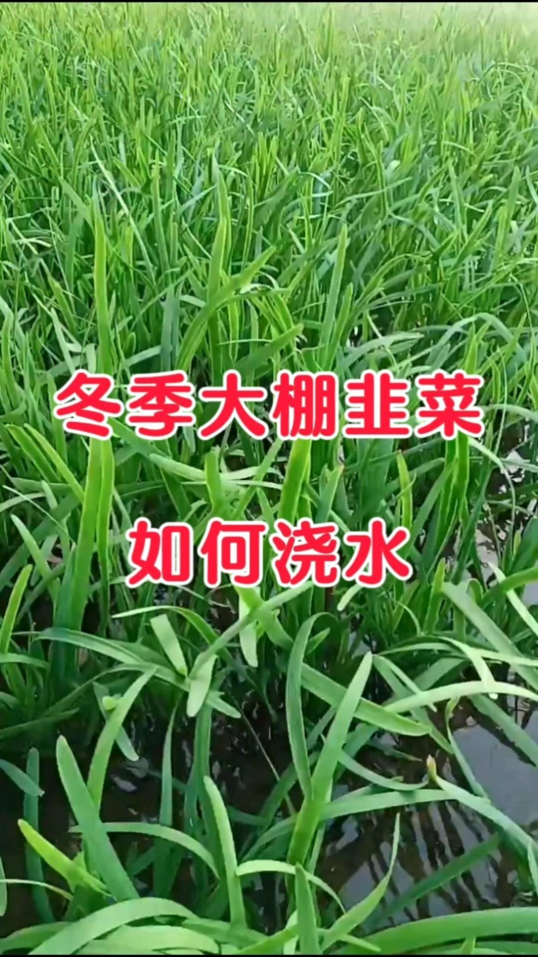 ✨想要棚栽韭菜长势良好，需要保持好温度和湿度的平衡，如何浇水就显得尤为重要。1