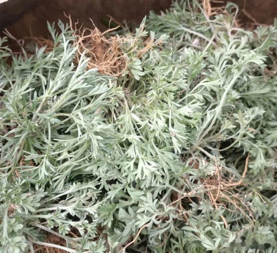 茵陈，又名茵陈蒿、绵茵陈等，有着多个亲切又独特的别名。它是多年生草本植物，植株高