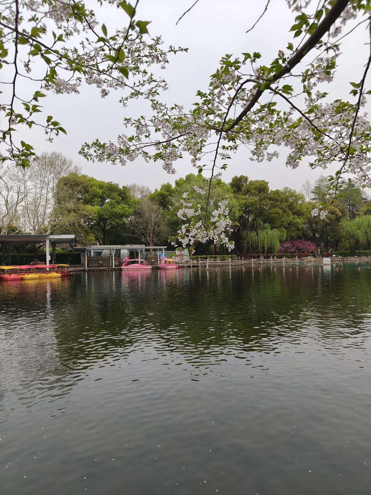 鲁迅公园散步随手拍实景图分享！除了樱花🌸桃花🌸还有一片喜林草🌿