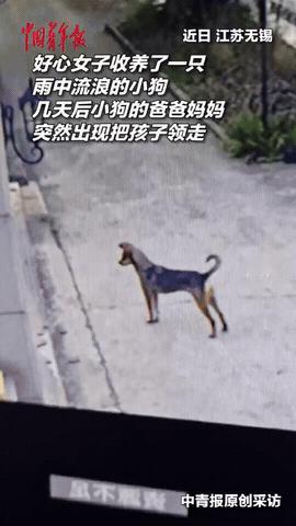 太有灵性了！江苏无锡一女子下雨天捡回家一只狗，结果第二天狗丢了，她还以为有人偷狗