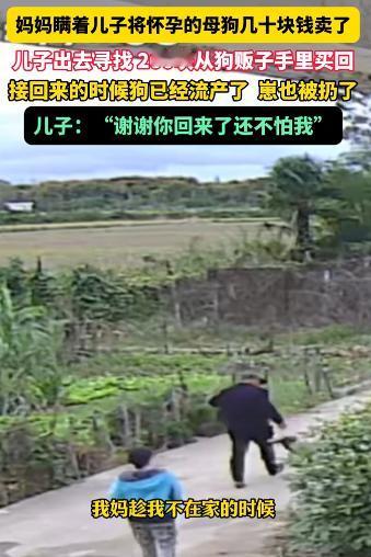 “泪目了！”湖北，一妈妈瞒着儿子卖掉了家里怀孕快生的母狗。儿子知道后，花了42小