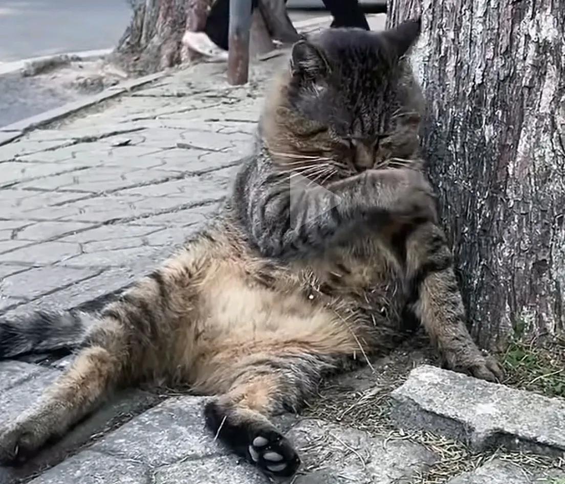 小时候村里的冯爷爷去世以后他那一只耳的狸花猫每天都去疯了一样不吃不喝挖他的坟，没