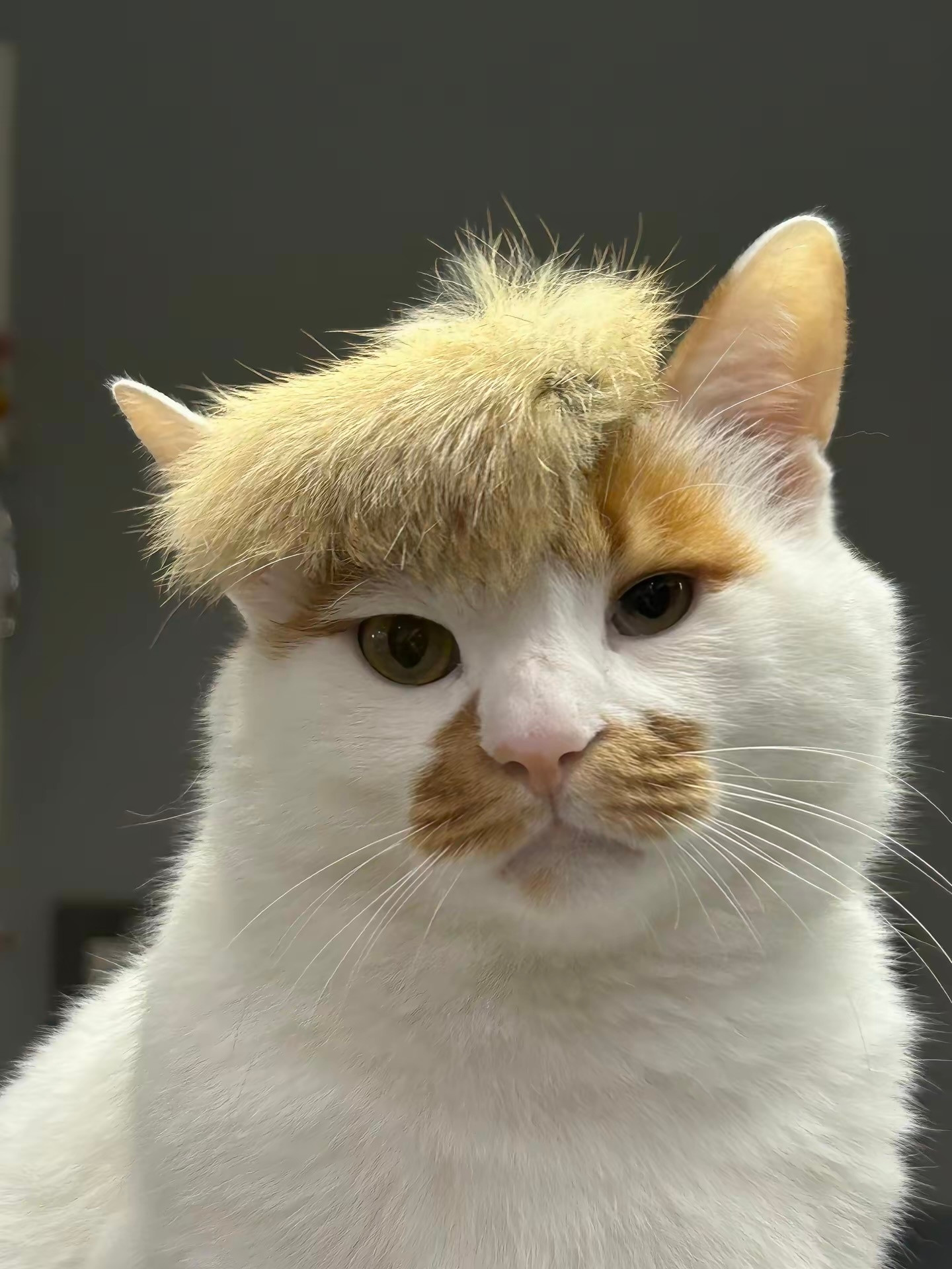 猫咪：你看看你剪得好看吗🙁