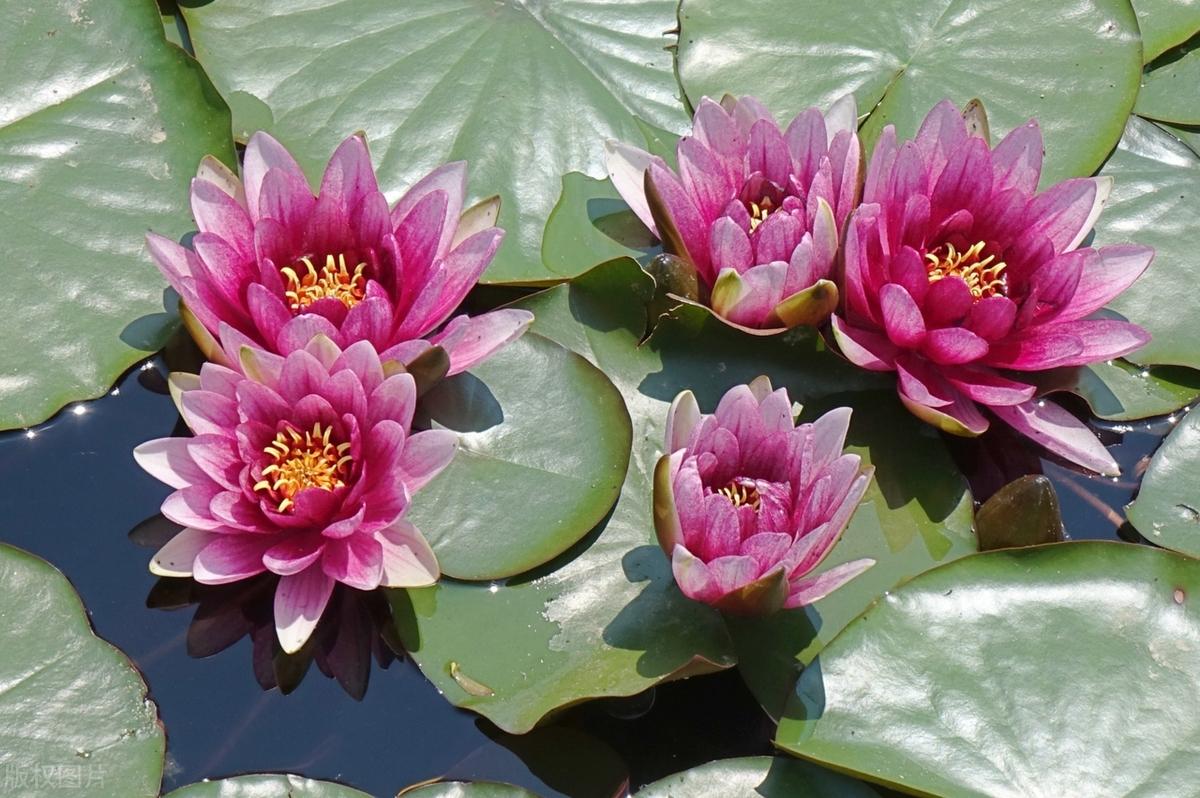 人之所以有一张嘴，而有两只耳朵，原因是听的要比说的多一倍有十全十美，如果你发现错