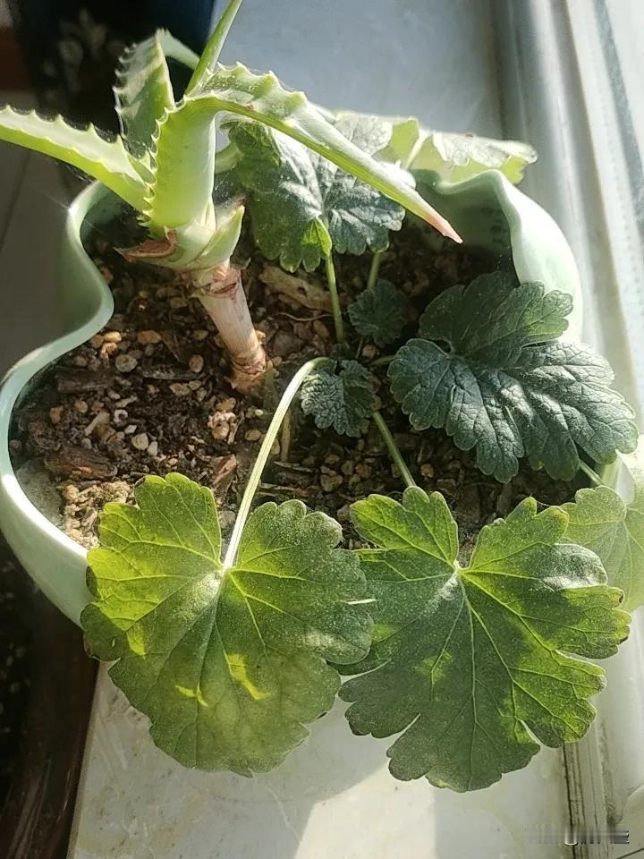 房地产这潭水现在越来越让人看不透了。以前，从2015-2020年，那简直是全