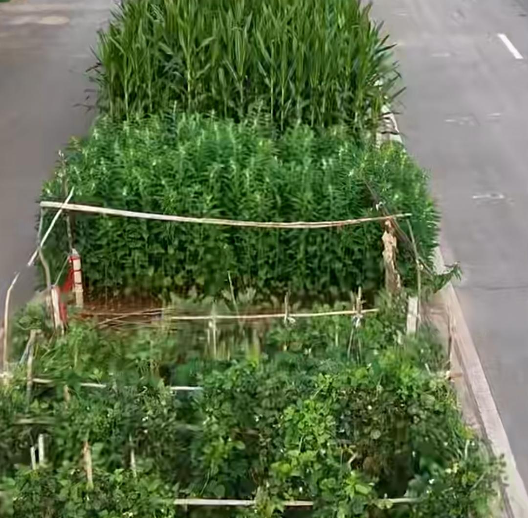 河南某地绿化带里改种花生，芝麻，玉米，红薯，就问你中原粮仓是不是实至名归？！[尬
