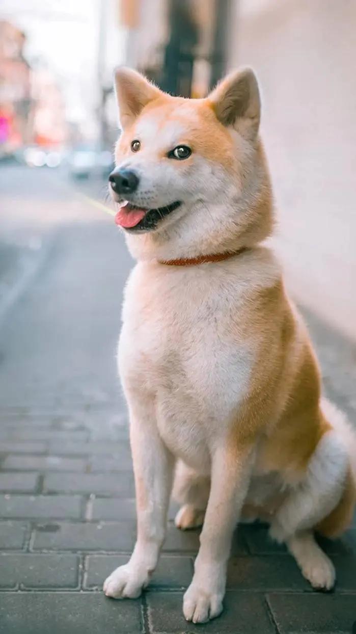 小区遛狗，一定要牵绳吗？七楼有户人家养了一只柴犬，看着乖巧可爱。每天晚饭