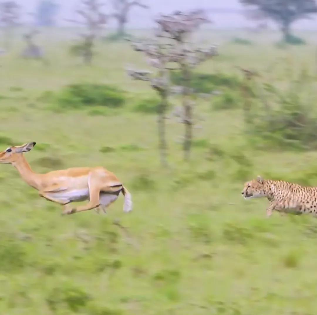 经常看动物世界，你会发现一个很有意思的现象：食草动物几乎一直在低头吃草，好